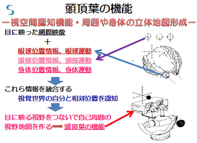 前頭葉の機能